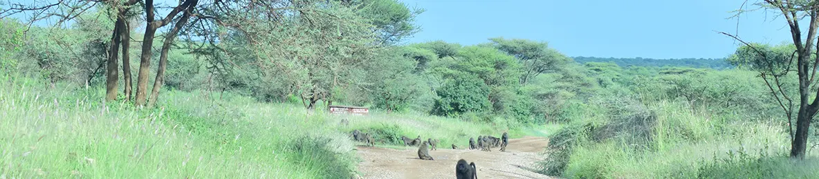Serengeti National Park - Central