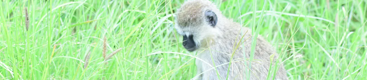 Serengeti National Park - Central