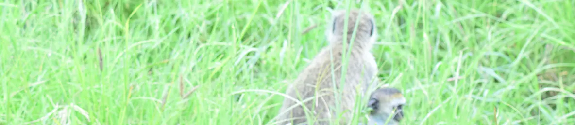 Serengeti National Park - Central