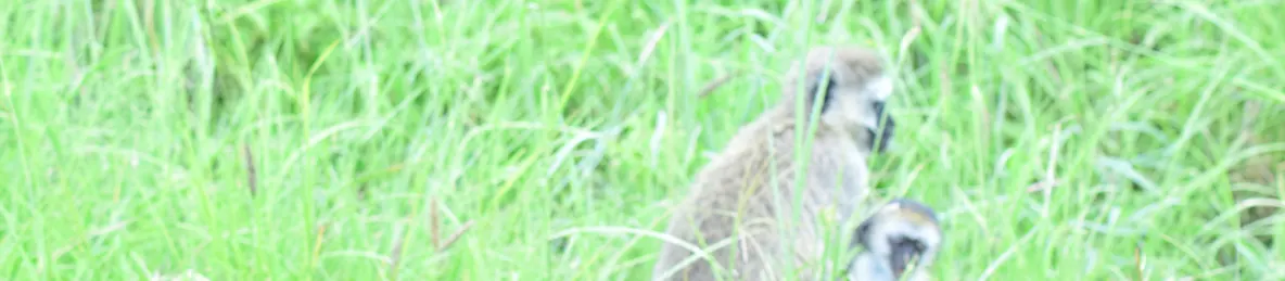 Serengeti National Park - Central