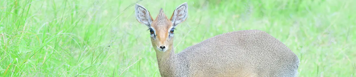 Serengeti National Park - Central