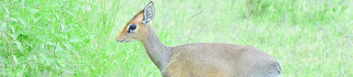 Serengeti National Park - Central