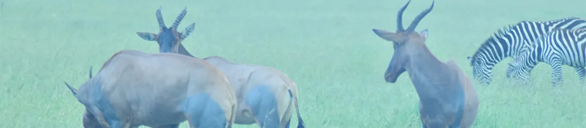 Serengeti National Park - Central