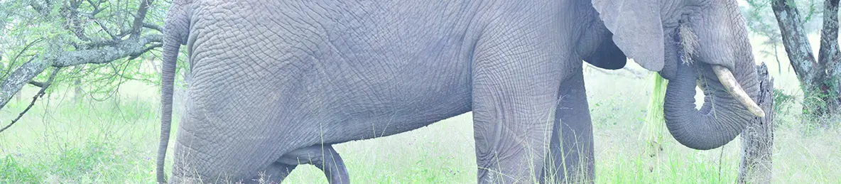 Serengeti National Park - Central