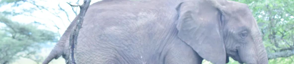 Serengeti National Park - Central