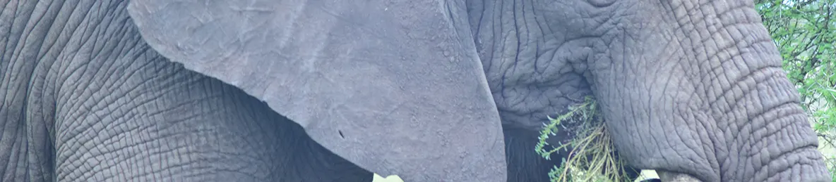 Serengeti National Park - Central