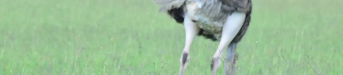 Serengeti National Park - Central