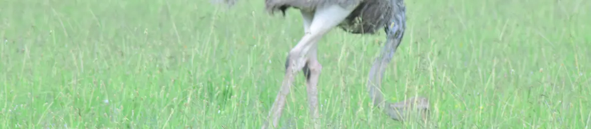 Serengeti National Park - Central