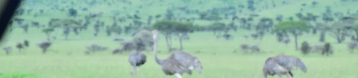 Serengeti National Park - Central