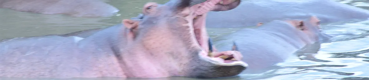 Serengeti National Park - Central