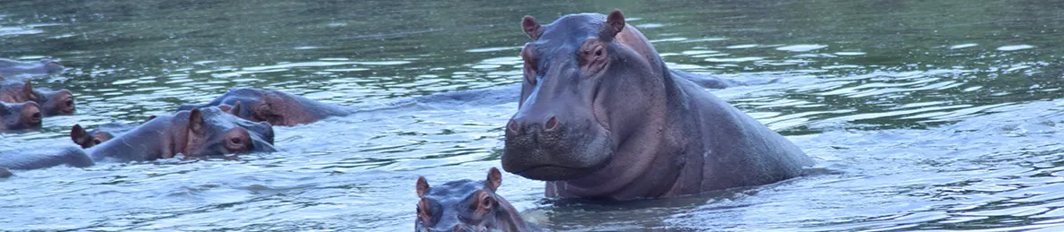 Serengeti National Park - Central