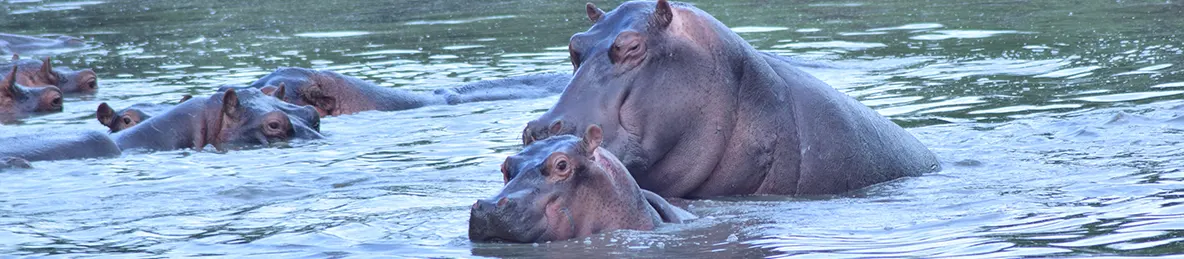 Serengeti National Park - Central