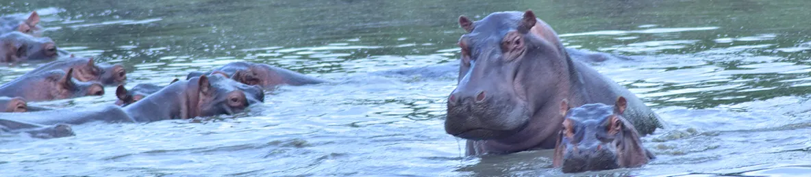 Serengeti National Park - Central