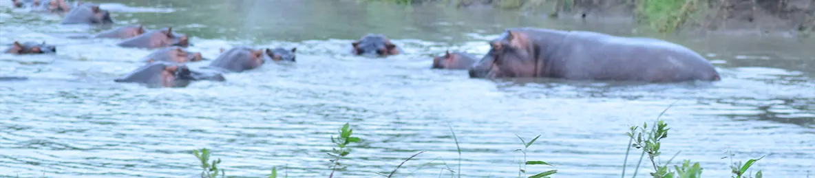 Serengeti National Park - Central