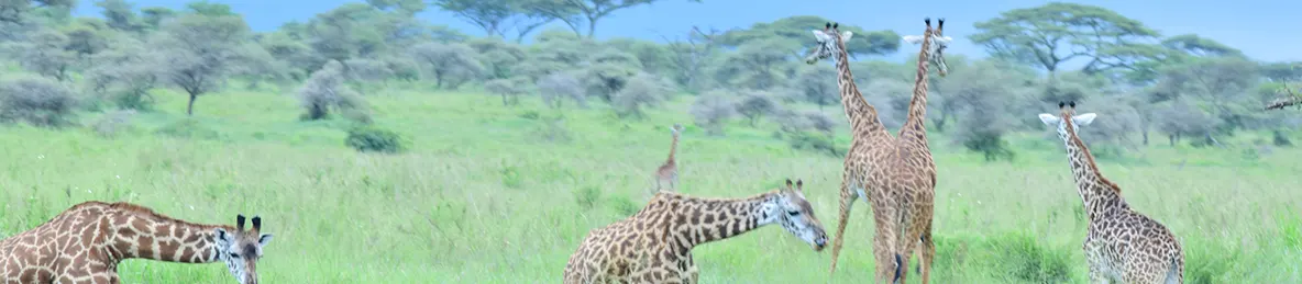 Serengeti National Park - Central