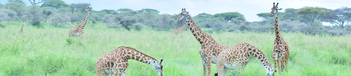 Serengeti National Park - Central