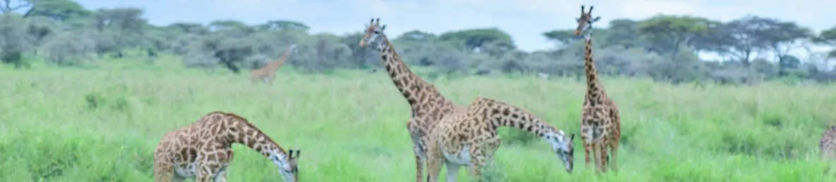 Serengeti National Park - Central