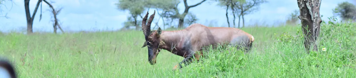 Serengeti National Park - Central