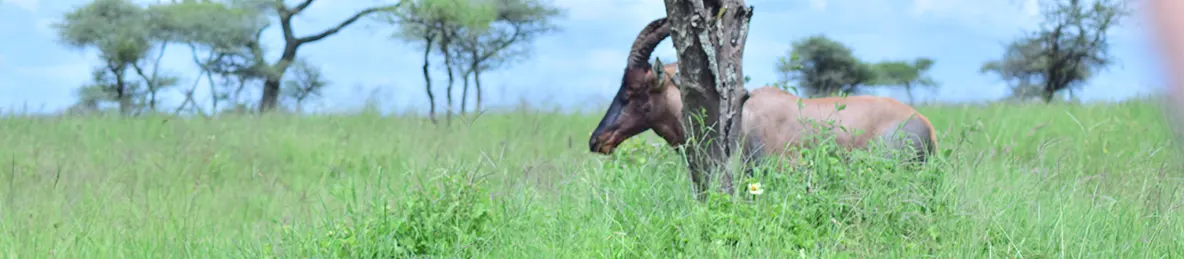 Serengeti National Park - Central
