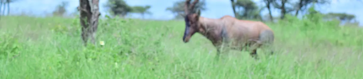 Serengeti National Park - Central