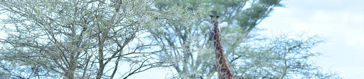 Serengeti National Park - Central