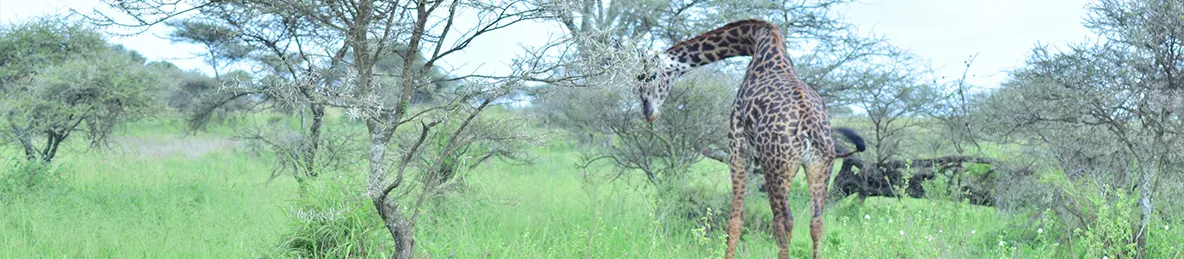 Serengeti National Park - Central