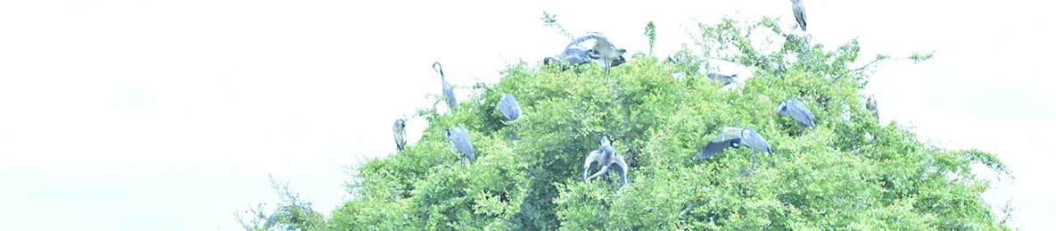 Serengeti National Park - Central