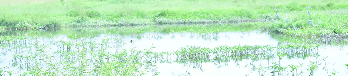 Serengeti National Park - Central