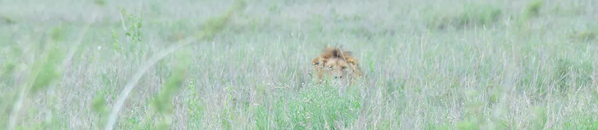 Serengeti National Park - Central