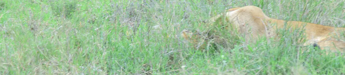 Serengeti National Park - Central
