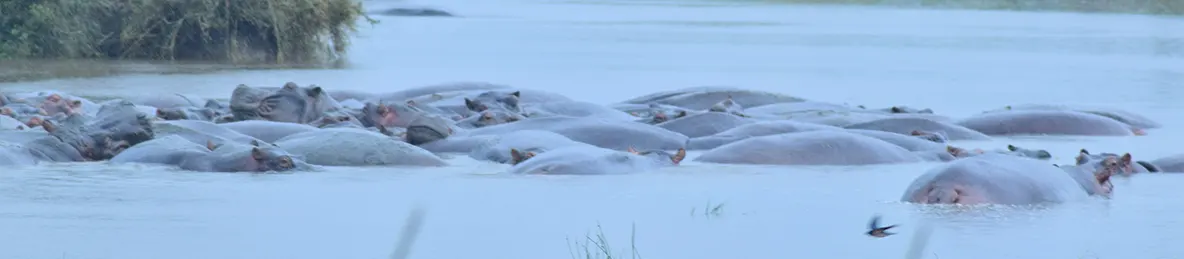 Serengeti National Park - Central