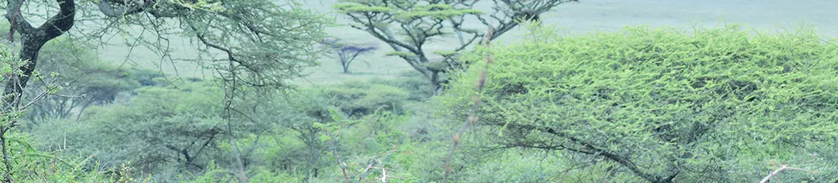 Serengeti National Park - Central