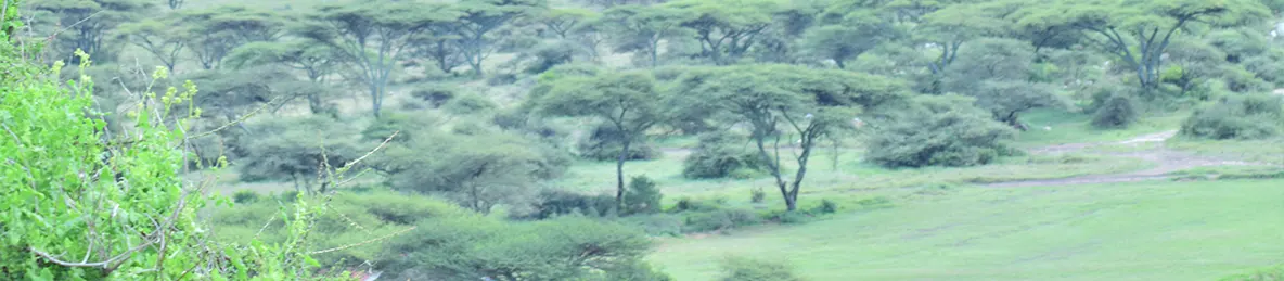 Serengeti National Park - Central