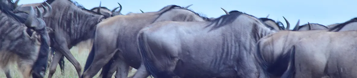 Serengeti National Park - Central