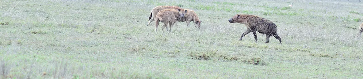 Serengeti National Park - Central