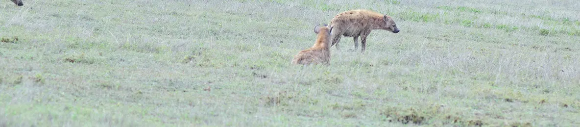 Tarangire national park
