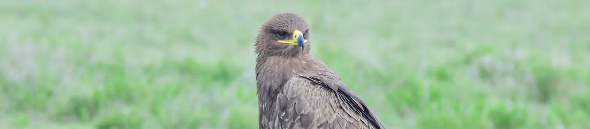 Serengeti National Park - Central