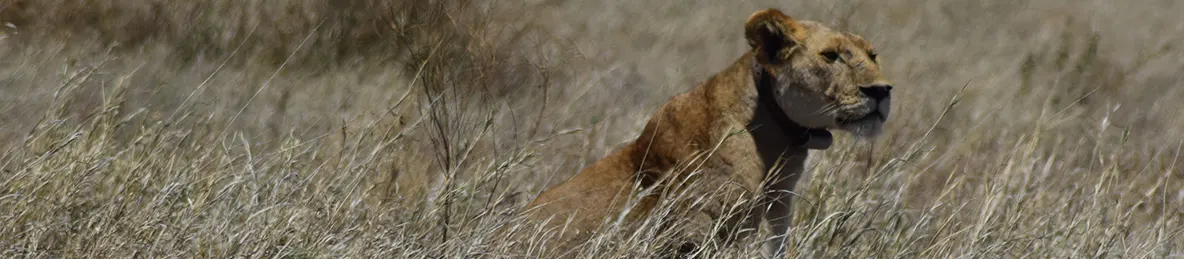 Serengeti National Park - Central