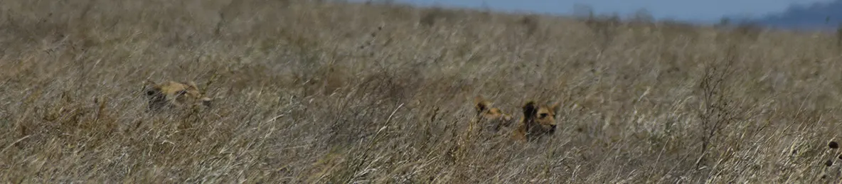 Serengeti National Park - Central