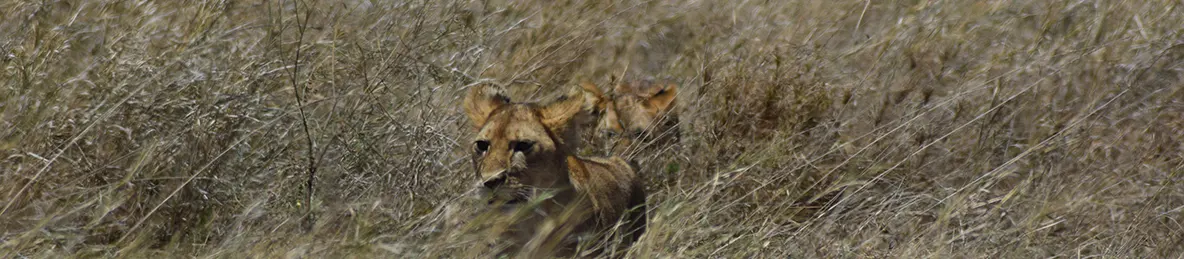 Serengeti National Park - Central