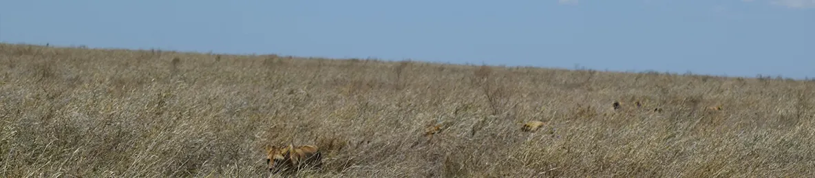 Serengeti National Park - Central