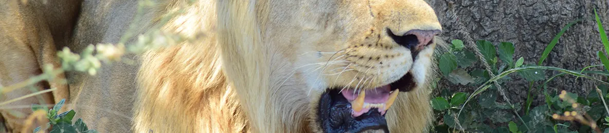 Serengeti National Park - Central