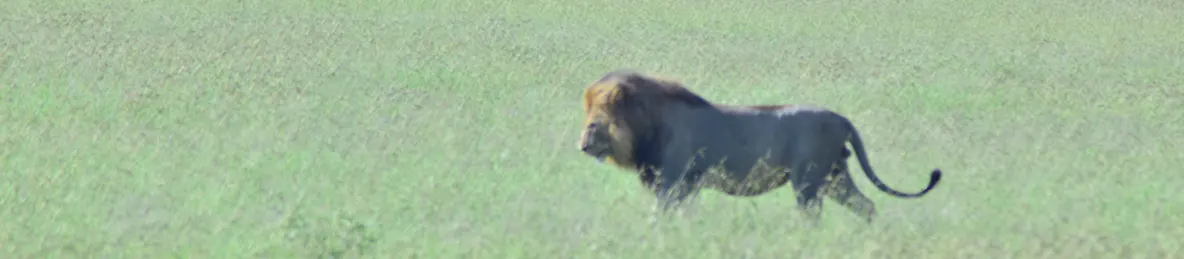 Serengeti National Park - Central