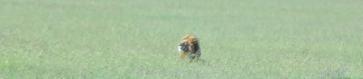 Serengeti National Park - Central