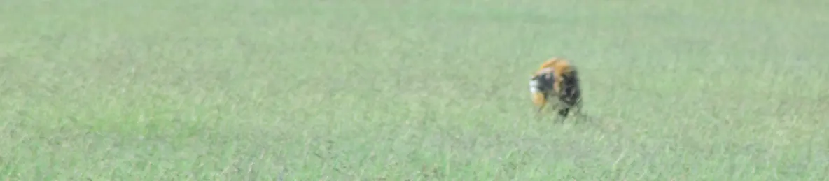 Serengeti National Park - Central