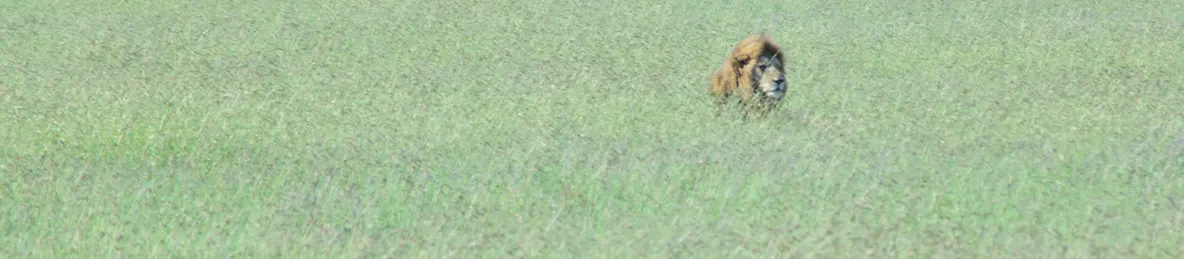 Serengeti National Park - Central