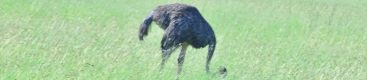 Serengeti National Park - Central