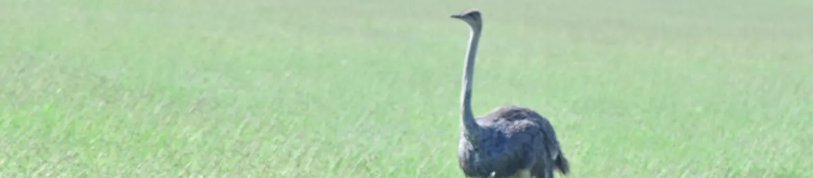 Serengeti National Park - Central