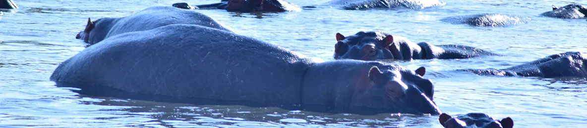 Serengeti National Park - Central