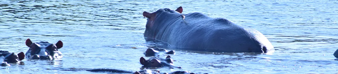 Serengeti National Park - Central